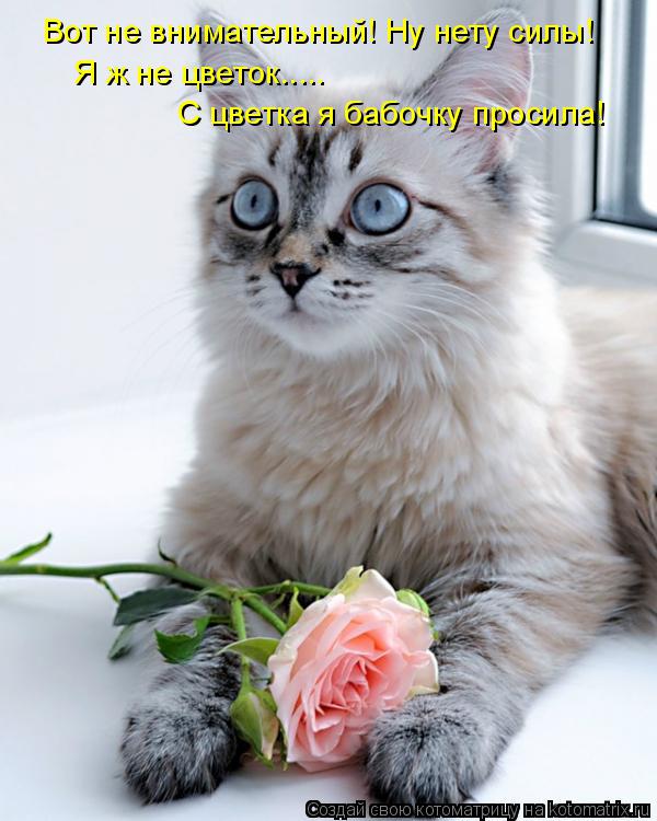 Котоматрица: Вот не внимательный! Ну нету силы! С цветка я бабочку просила! Я ж не цветок.....