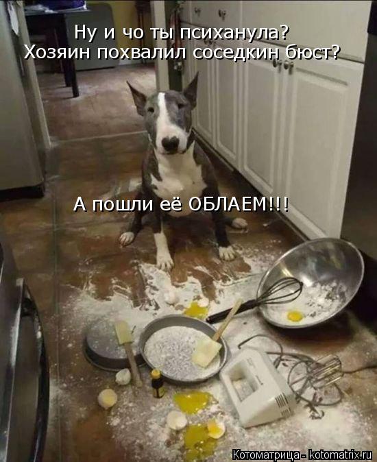 Котоматрица: Ну и чо ты психанула? Хозяин похвалил соседкин бюст? А пошли её ОБЛАЕМ!!!