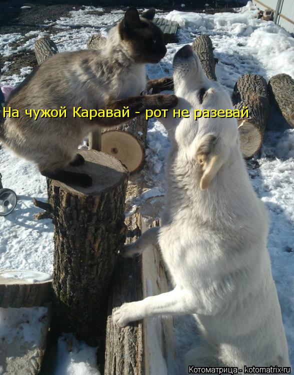 Котоматрица: На чужой Каравай - рот не разевай