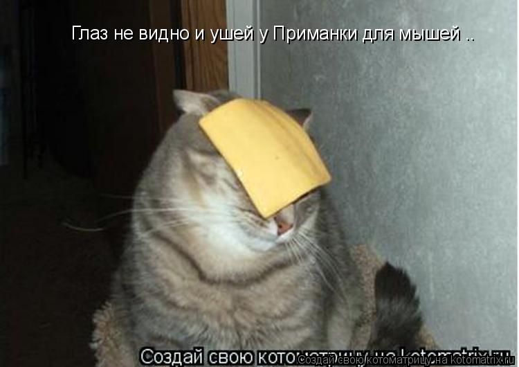 Глаз не видно и ушей у Приманки для мышей ..... Котоматрица: Глаз не видно и ушей у Приманки для мышей ..