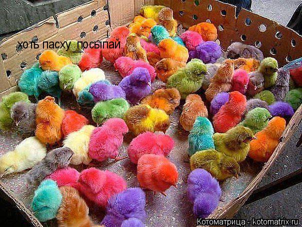 Котоматрица: хоть пасху  посыпай.