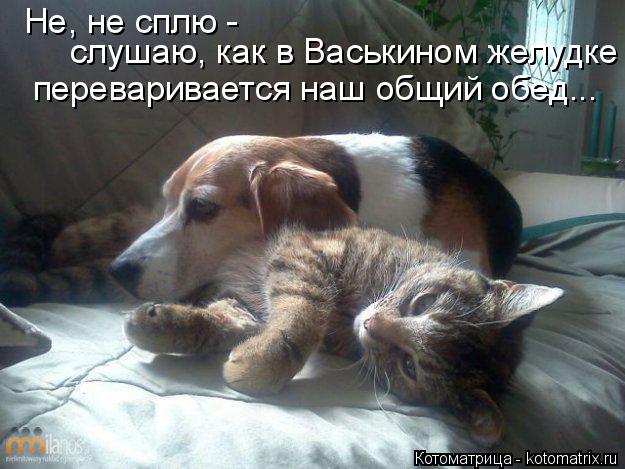 Котоматрица: Не, не сплю -  слушаю, как в Васькином желудке переваривается наш общий обед...