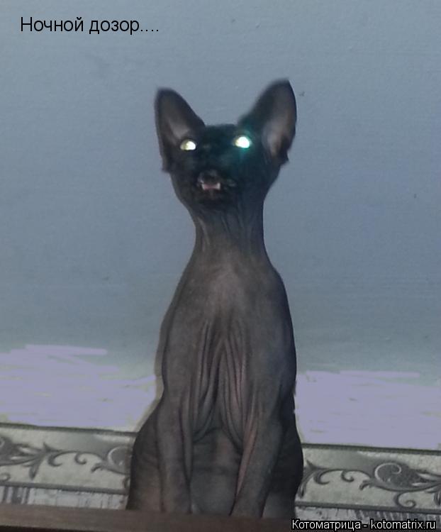 Котоматрица: Ночной дозор....