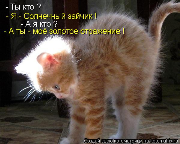 Котоматрица: - Ты кто ? - Я - Солнечный зайчик ! - А я кто ? - А ты - моё золотое отражение !
