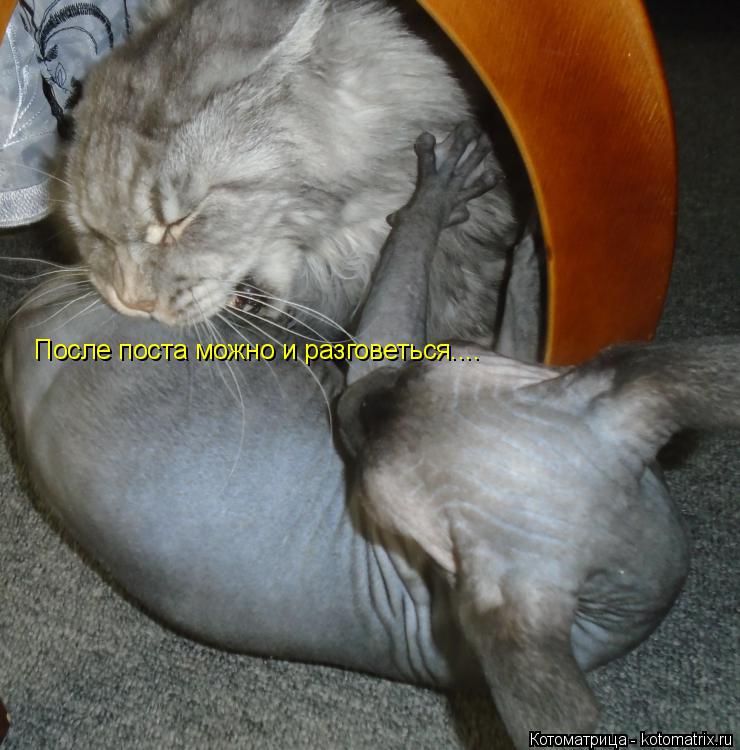 Котоматрица: После поста можно и разговеться....