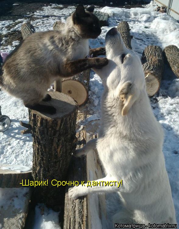 Котоматрица: -Шарик! Срочно к дантисту!