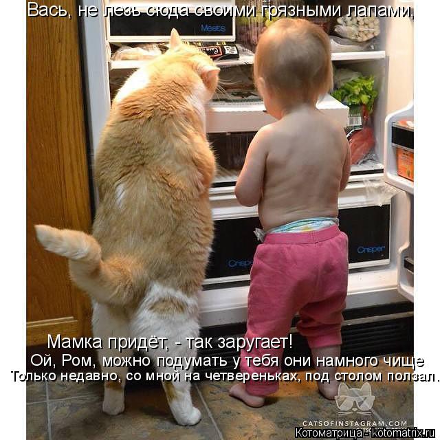 Котоматрица: Вась, не лезь сюда своими грязными лапами, Мамка придёт, - так заругает! Ой, Ром, можно подумать у тебя они намного чище Только недавно, со мно