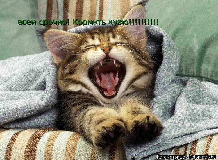 Котоматрица: всем срочно! Кормить кузю!!!!!!!!!!