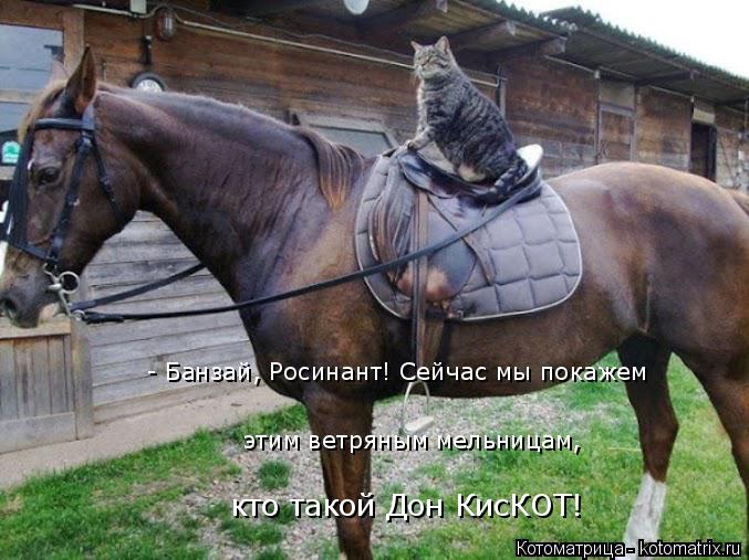 Котоматрица: - Банзай, Росинант! Сейчас мы покажем этим ветряным мельницам, кто такой Дон КисКОТ!