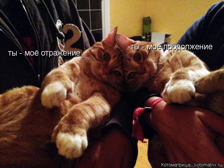 Котоматрица: ты - моё отражение ты - моё продолжение