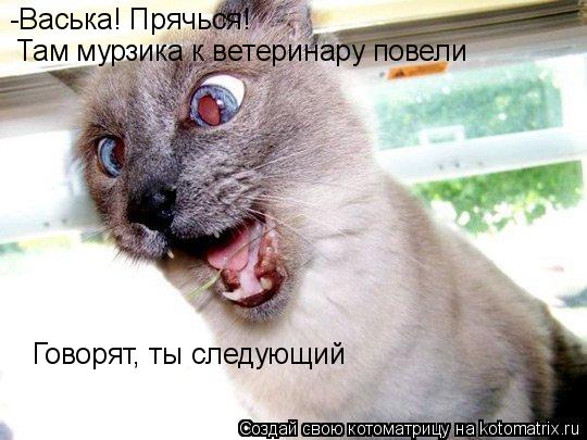 Котоматрица: -Васька! Прячься!   Там мурзика к ветеринару повели Говорят, ты следующий