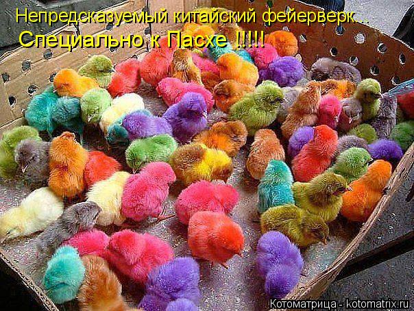 Непредсказуемый китайский фейерверк... Специально к Пасхе !!!!!... Котоматрица: Непредсказуемый китайский фейерверк... Специально к Пасхе !!!!!
