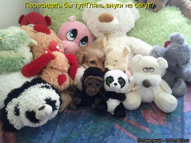 Котоматрица: Пересидеть бы тут!Глянь,внуки не бегут?