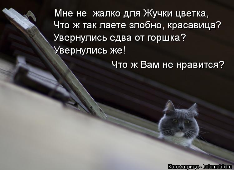 Мне не жалко для Жучки цветка, Что ж так лаете злобно, красавица? Увернулись едва от горшка? Увернул... Котоматрица: Мне не жалко для Жучки цветка, Что ж так лаете злобно, красавица? Увернулись едва от горшка? Увернулись же! Что ж Вам не нравится?
