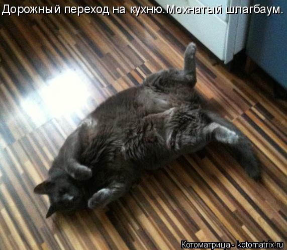 Котоматрица: Дорожный переход на кухню.Мохнатый шлагбаум.