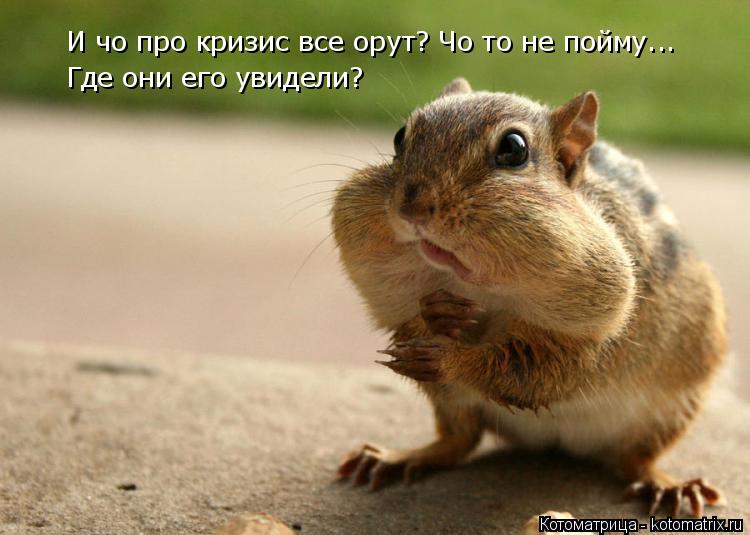 Котоматрица: И чо про кризис все орут? Чо то не пойму... Где они его увидели?