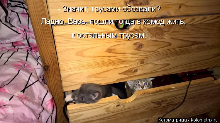 - Значит, трусами обозвали? Ладно, Вась, пошли тогда в комод жить, к остальным трусам!... Котоматрица: - Значит, трусами обозвали? Ладно, Вась, пошли тогда в комод жить, к остальным трусам!