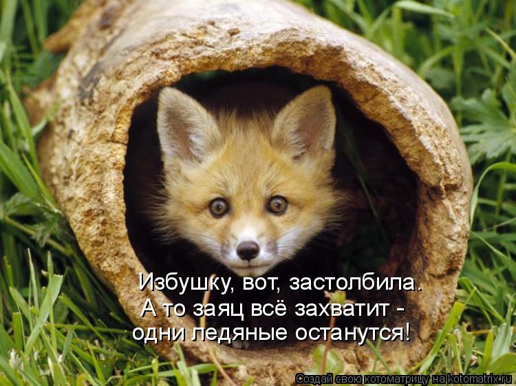 Котоматрица: Избушку, вот, застолбила.  А то заяц всё захватит - одни ледяные останутся!