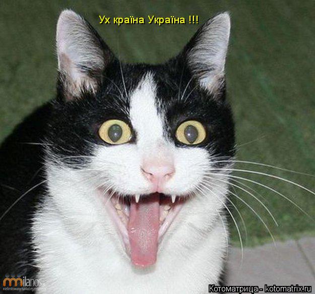 Котоматрица: Ух країна Україна !!!