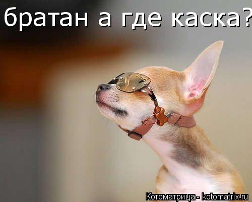 Котоматрица: братан а где каска???