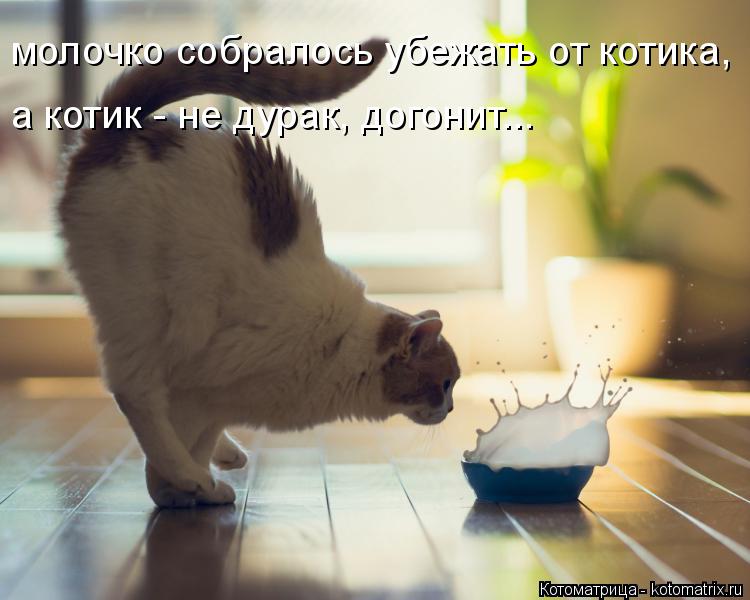 Котоматрица: молочко собралось убежать от котика, а котик - не дурак, догонит...
