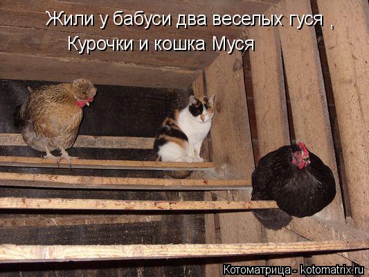 Котоматрица: Жили у бабуси два веселых гуся  Курочки и кошка Муся ,