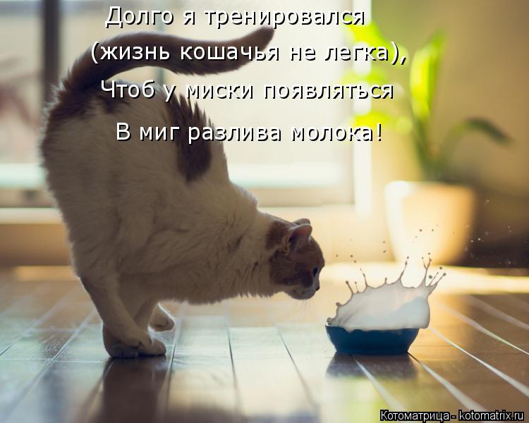 Долго я тренировался (жизнь кошачья не легка), Чтоб у миски появляться В миг разлива молока!... Котоматрица: Долго я тренировался (жизнь кошачья не легка), Чтоб у миски появляться В миг разлива молока!