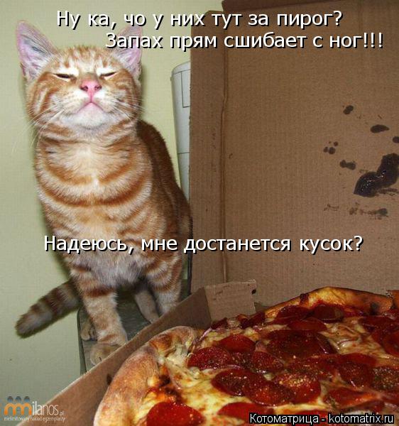 Котоматрица: Ну ка, чо у них тут за пирог? Запах прям сшибает с ног!!! Надеюсь, мне достанется кусок?