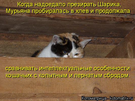 Котоматрица: Когда надоедало презирать Шарика, Мурьяна пробиралась в хлев и продолжала сравнивать интеллектуальные особенности кошачьих с копытным и 