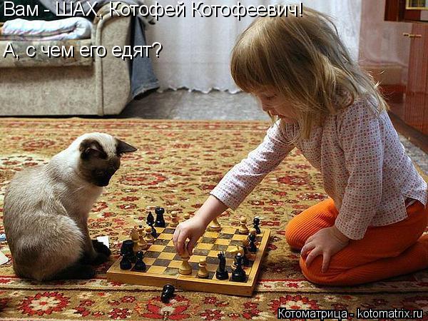 Котоматрица: Вам - ШАХ, Котофей Котофеевич! А, с чем его едят?
