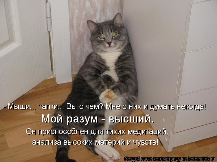 Котоматрица: - Мыши... тапки... Вы о чем? Мне о них и думать некогда! Мой разум - высший.  Он приспособлен для тихих медитаций,  анализа высоких материй и чувст