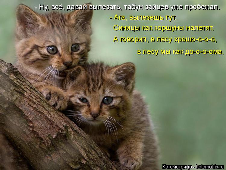 Котоматрица: - Ну, всё, давай вылезать, табун зайцев уже пробежал. - Ага, вылезешь тут. Синицы как коршуны налетят. А говорил, в лесу хрошо-о-о-о, в лесу мы как
