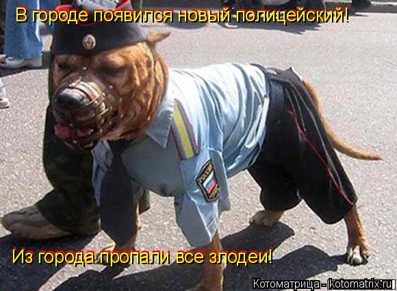 Котоматрица: В городе появился новый полицейский! В городе появился новый полицейский! Из города пропали все злодеи! Из города пропали все злодеи!