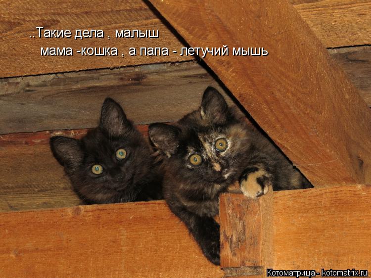 Котоматрица: ..Такие дела , малыш   мама -кошка , а папа - летучий мышь