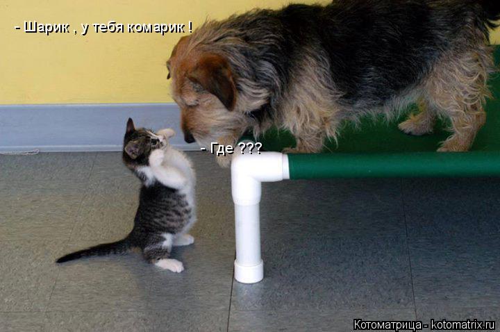 Котоматрица: - Шарик , у тебя комарик ! - Где ???