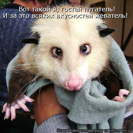 Котоматрица: Вот такой я, гостей пугатель! И за это всяких вкусностей жеватель!