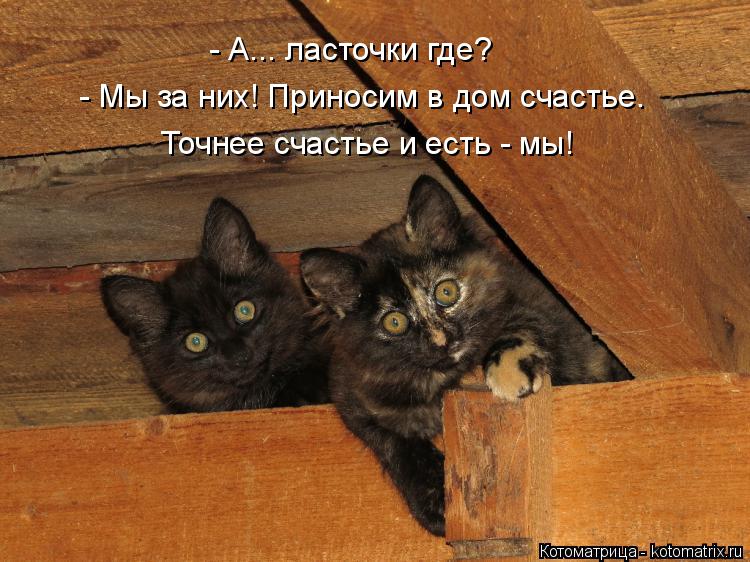 Котоматрица: - А... ласточки где? - Мы за них! Приносим в дом счастье. Точнее счастье и есть - мы!