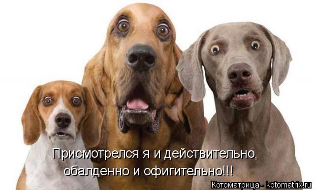 Котоматрица: Присмотрелся я и действительно, обалденно и офигительно!!!