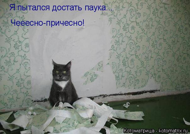 Котоматрица: Я пытался достать паука... Чееесно-причесно!
