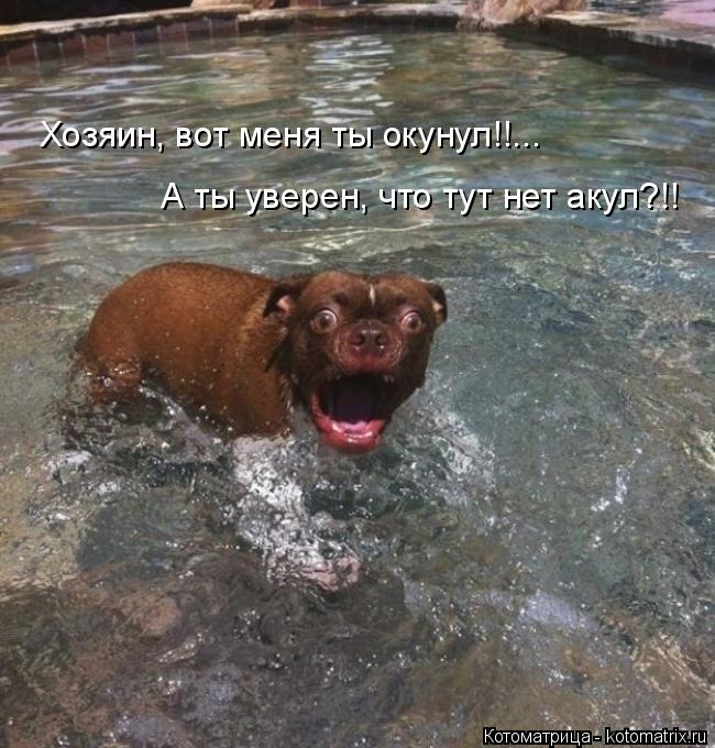 Котоматрица: Хозяин, вот меня ты окунул!!... А ты уверен, что тут нет акул?!!