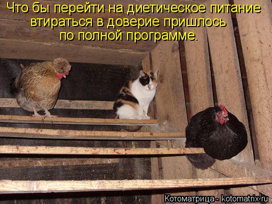 Котоматрица: Что бы перейти на диетическое питание втираться в доверие пришлось по полной программе.