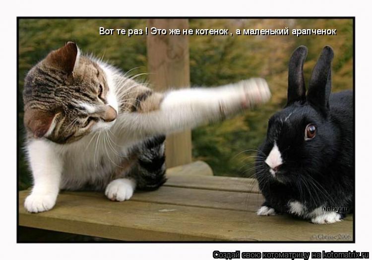 Котоматрица: Вот те раз ! Это же не котенок , а маленький арапченок