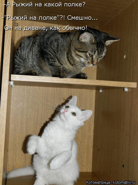 -А Рыжий на какой полке? Он на диване, как обычно! -"Рыжий на полке"?! Смешно...... Котоматрица: -А Рыжий на какой полке? Он на диване, как обычно! -"Рыжий на полке"?! Смешно...