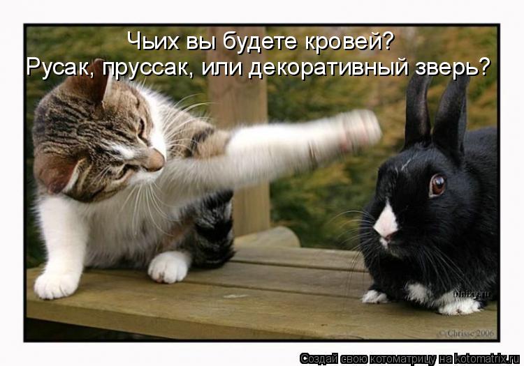 Чьих вы будете кровей? Русак, пруссак, или декоративный зверь?... Котоматрица: Чьих вы будете кровей? Русак, пруссак, или декоративный зверь?