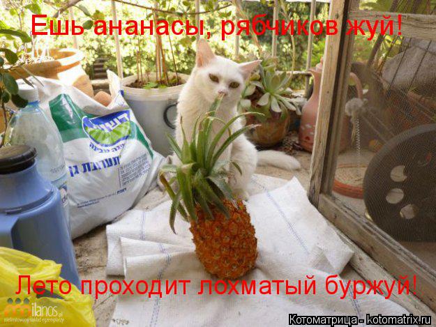 Ешь ананасы, рябчиков жуй! Лето проходит лохматый буржуй!... Котоматрица: Ешь ананасы, рябчиков жуй! Лето проходит лохматый буржуй!
