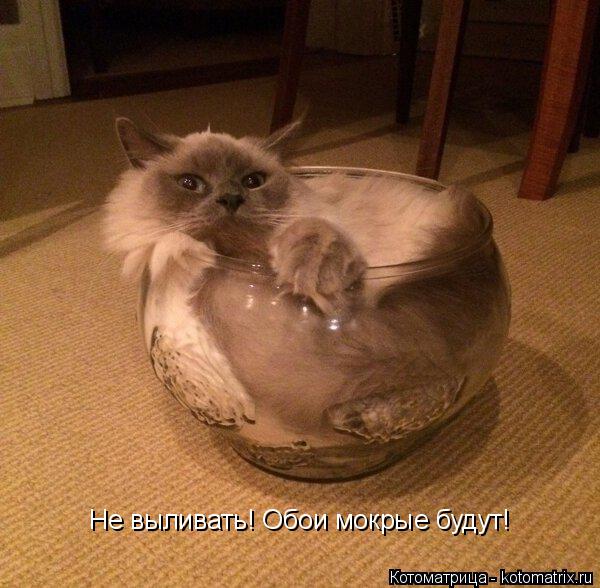 Не выливать! Обои мокрые будут!... Котоматрица: Не выливать! Обои мокрые будут!