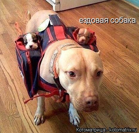 ездовая собака... Котоматрица: ездовая собака