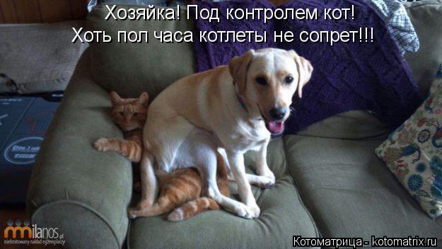 Хозяйка! Под контролем кот! Хоть пол часа котлеты не сопрет!!!... Котоматрица: Хозяйка! Под контролем кот! Хоть пол часа котлеты не сопрет!!!