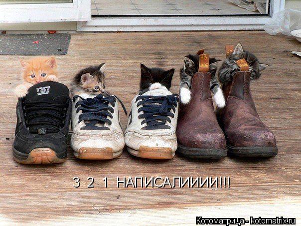 3 2 1 НАПИСАЛИИИИ!!!... Котоматрица: 3 2 1 НАПИСАЛИИИИ!!!