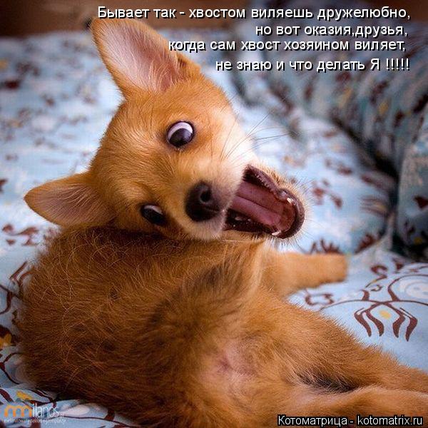 Бывает так - хвостом виляешь дружелюбно, но вот оказия,друзья, когда сам хвост хозяином виляет, не зн... Котоматрица: Бывает так - хвостом виляешь дружелюбно, но вот оказия,друзья, когда сам хвост хозяином виляет, не знаю и что делать Я !!!!!